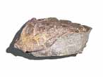 Hmi carapace de tortue fossile du jurassique Boulonnais COLLECTION PRIVEE A